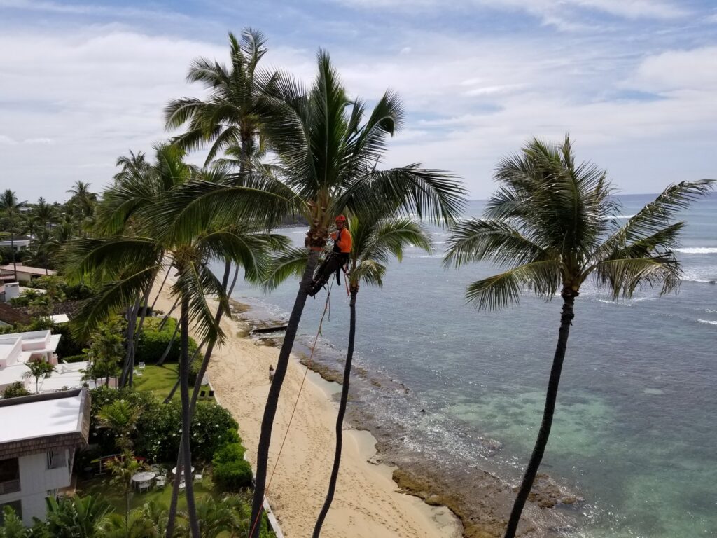 A tree service worker trimming a palm tree with a beautiful beach and ocean view for Island Trees in Bethpage, NY.