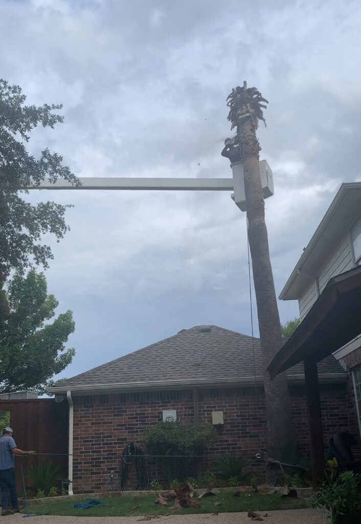 A worker in a bucket trimming a tall palm tree for Parker TX Tree Service in Plano, TX.