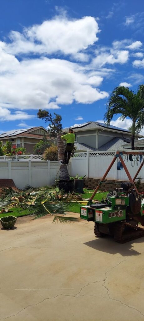 A tree service worker high up trimming a palm tree, with a stump grinder on the ground, by Ohana Tree Services in Mililani, HI.