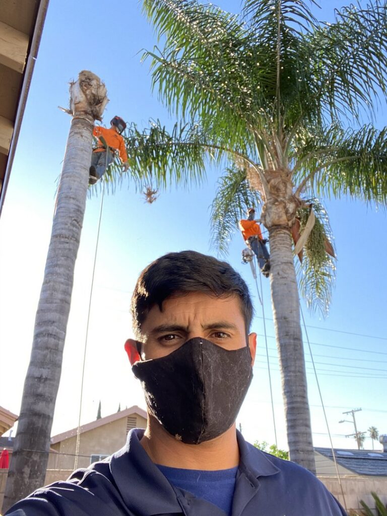 Tree service workers trimming tall palm trees, secured with ropes, for acostatreeservice in Miami, FL.