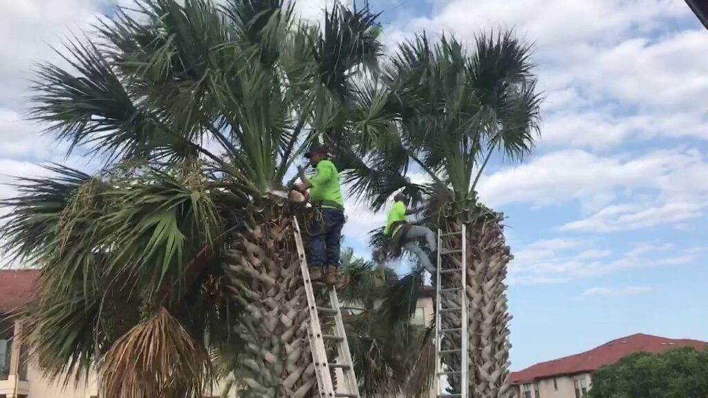 Two tree service workers on ladders trimming palm trees for Yates Tree Inc. in San Antonio, TX