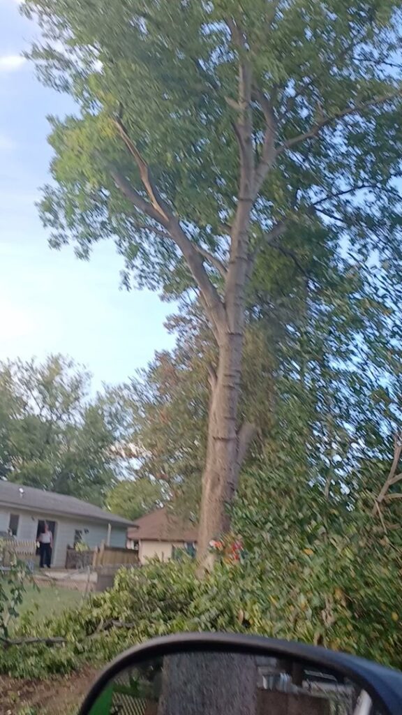 A partially cut tree with branches on the ground, indicating ongoing tree removal or trimming by Zepeda,LLC tree and bush removal in Rockford, IL.