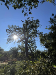 A tall tree that has been partially pruned, with cut branches and debris on the ground, showing tree work by Manuel's Tree Service in San Antonio, TX