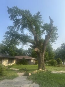 A large tree with several branches partially removed, showing the results of a tree service job by Southern Accent Tree Service in West Des Moines, IA.