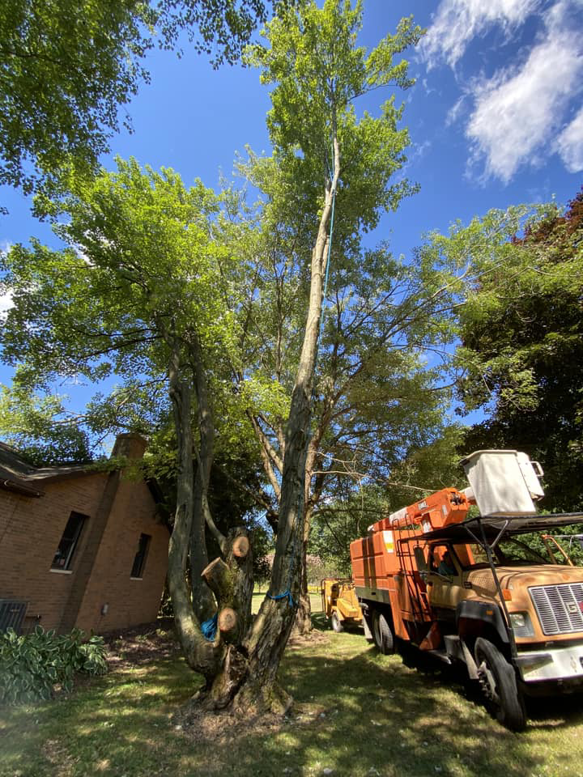 A partially removed tree with a bucket truck and equipment on site by Triple T tree service in Houston, TX.