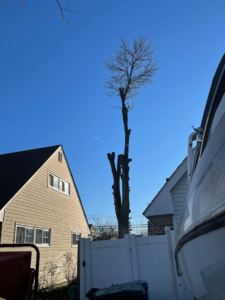 A tall, partially removed tree on a residential property, showcasing tree service work by Avalos tree service LLC in Gaithersburg, MD.