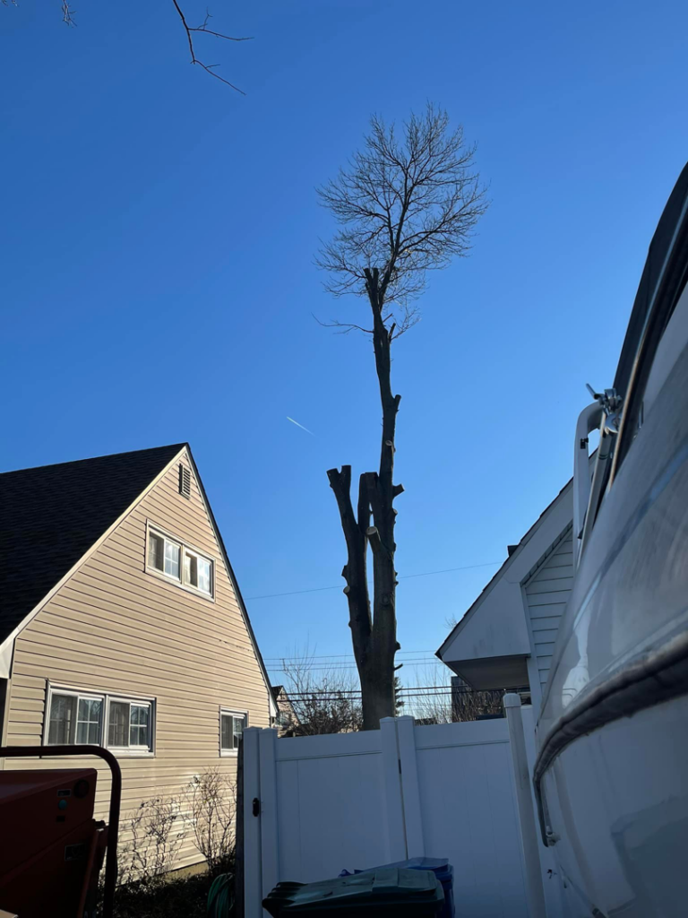 A tall, partially removed tree on a residential property, showcasing tree service work by Avalos tree service LLC in Gaithersburg, MD.