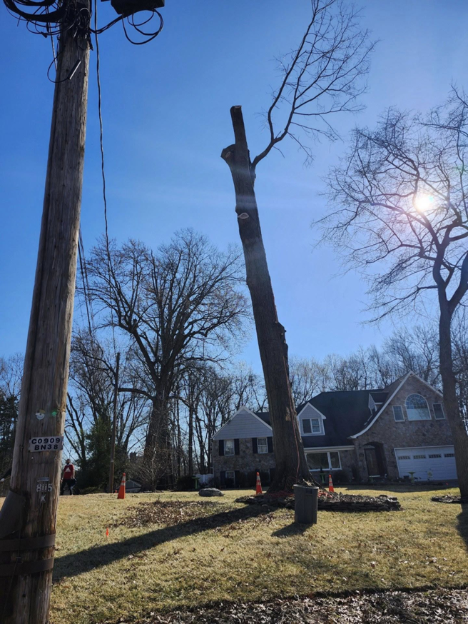 A tall tree trunk, partially removed, with safety cones around its base by Kenny Jenkins Tree Service & Landscaping, LLC in Rapidan, VA.