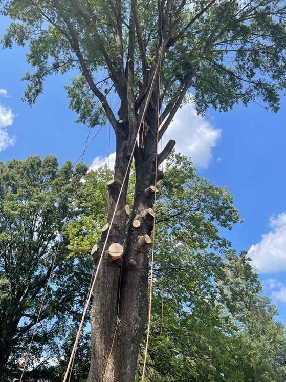 A tall tree with multiple branches removed and rigging still attached, showing work by Ventura Tree Services in Conroe, TX.