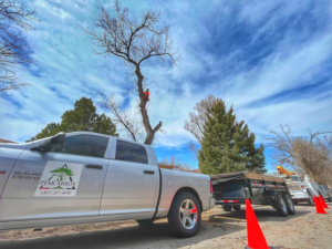 Peak Arbor LLC truck and trailer on site for tree removal, with a worker in a tree, in Casper, WY.