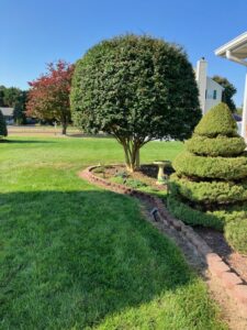A perfectly rounded green tree after professional trimming by Cut'em Up Tree Care of Delaware in Seaford, DE.