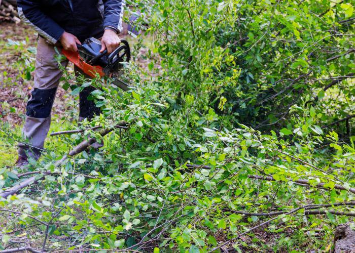 A person using a chainsaw to cut brush and small branches, a service offered by Pittsburgh Tree Trimming & Removal Service in Pittsburgh, PA.