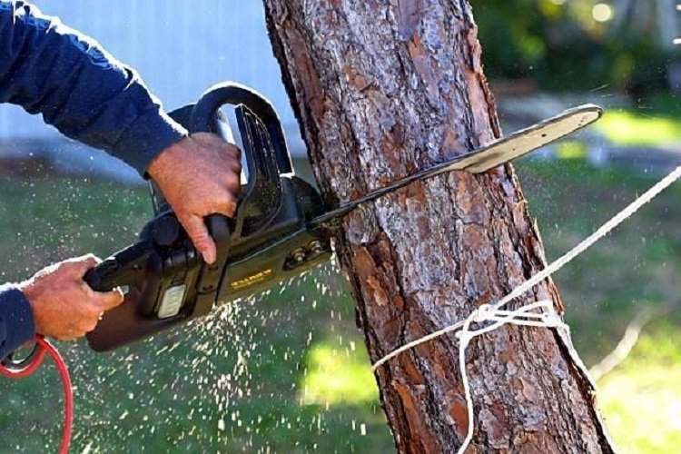 A person using a chainsaw to cut a tree trunk, demonstrating tree service by AAA Emergency Tree Service LLC in Denver, CO.