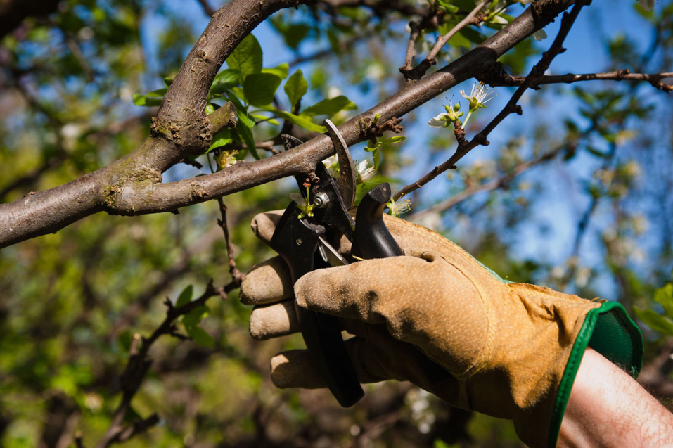 A person wearing gloves uses pruning shears to trim a tree branch, demonstrating tree care by Walt's Tree and Stump Removal in Newport News, VA.