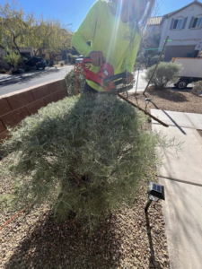 A person trimming a large bush with an electric hedge trimmer for Islandscapes in North Las Vegas, NV