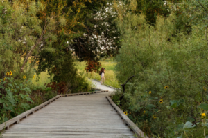A person walking on a well-maintained wooden boardwalk surrounded by trees from Wickcraft Boardwalks in Madison, WI.