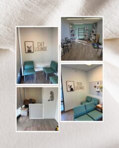 A collage showing interior renovation work for a pet clinic by Ace Handyman ABQ SF in Albuquerque, NM
