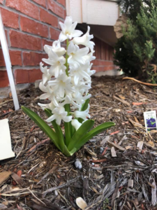 Pet waste visible near a white hyacinth flower in mulch, ready for removal by Poopin Scoopin Cowboy in Edmond, OK.