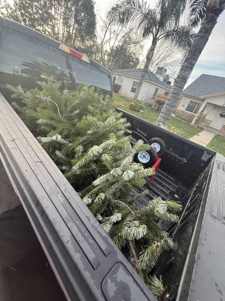 A pickup truck loaded with several Christmas trees, indicating tree removal service by Kern County Junk Removal in Bakersfield, CA.