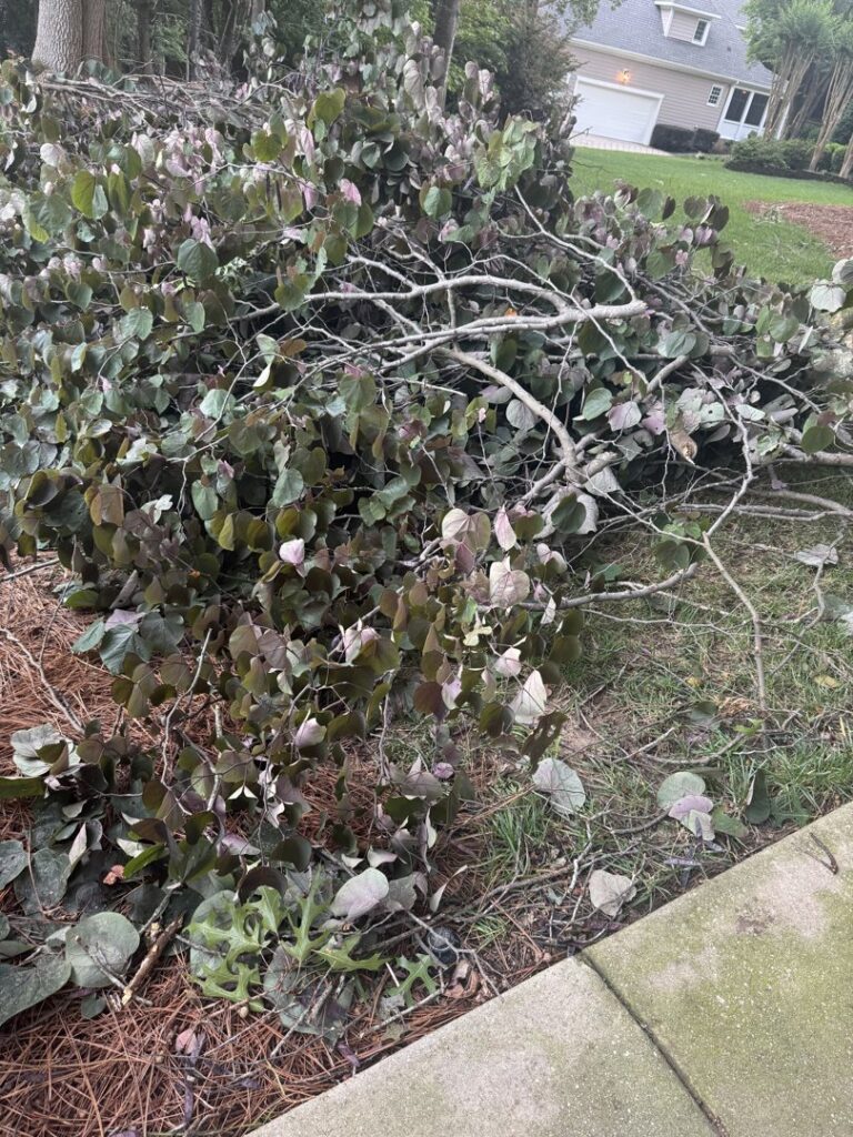A pile of cut branches and bushes on the roadside, ready for yard waste removal by JR's Rapid Junk Removal in Cary, NC