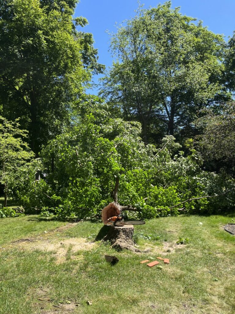 A large pile of cut branches and foliage on a lawn with a chainsaw on a tree stump, showing cleanup by Collier Lawn & Tree in Akron, OH.