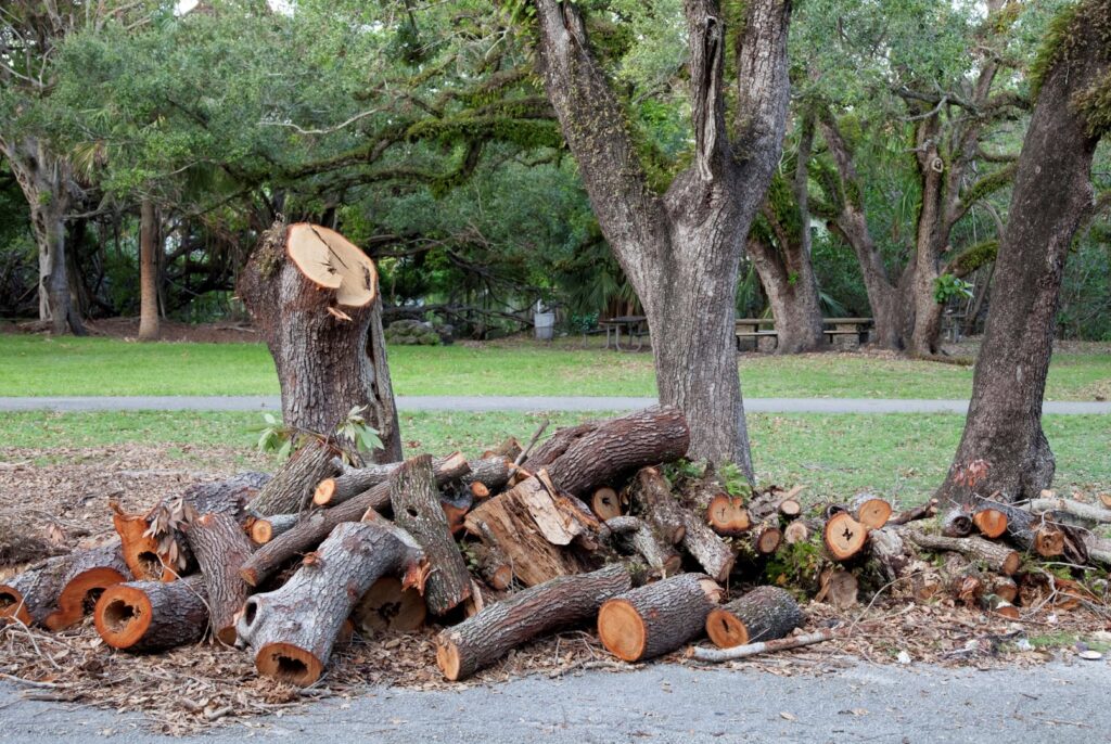 A large pile of cut logs and tree stumps in a park, indicating recent tree work by Alex's Tree Services in Seattle, WA.