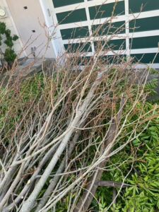 A large pile of freshly cut tree branches on the ground after a tree trimming service by Prestige Peninsula Tree Trimmers in San Francisco, CA.