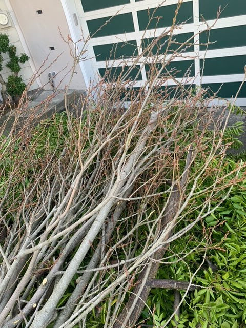 A large pile of freshly cut tree branches on the ground after a tree trimming service by Prestige Peninsula Tree Trimmers in San Francisco, CA.