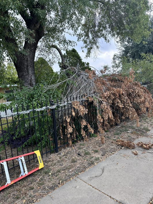 A pile of cut tree branches and foliage from a trimming service by Alvarado Lawn Care & Tree Service in San Antonio, TX