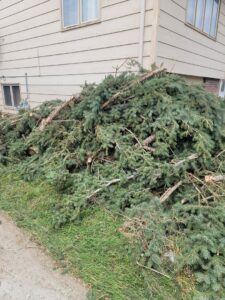 A large pile of cut evergreen branches and tree debris, indicating a yard waste removal service by Big Sky Junk Removal LLC in Billings, MT.