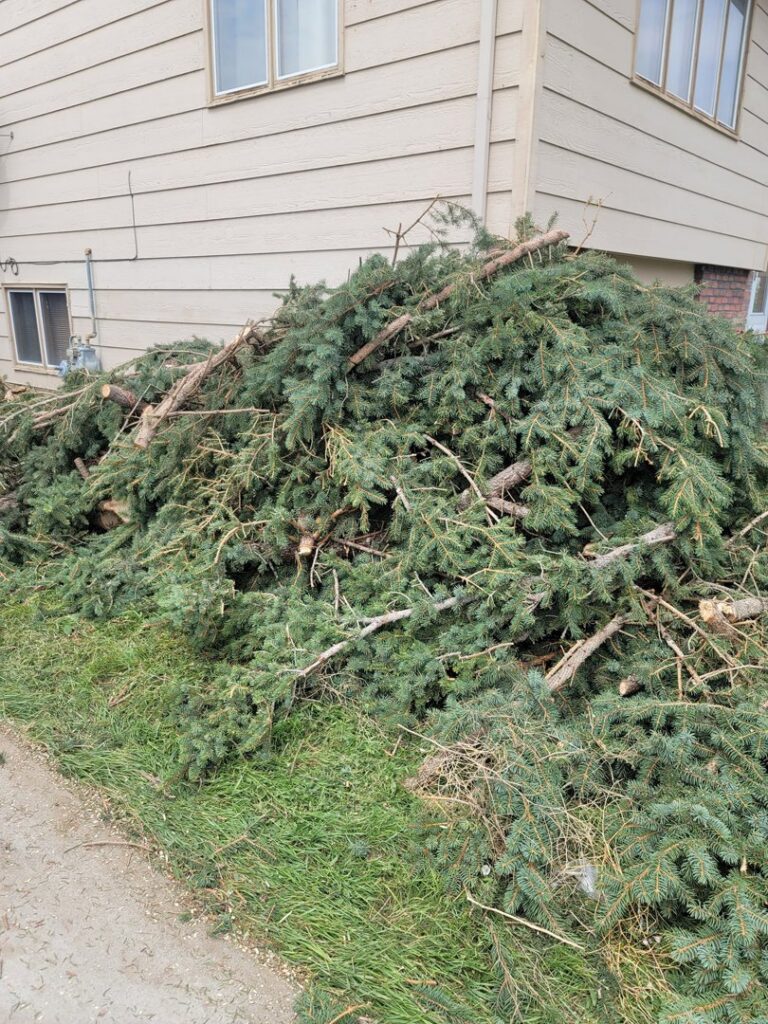 A large pile of cut evergreen branches and tree debris, indicating a yard waste removal service by Big Sky Junk Removal LLC in Billings, MT.