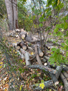 A large pile of freshly cut logs and branches from a tree removal job by Claudio's Tree Service & Landscape Constructions Corp in Lynn, MA.