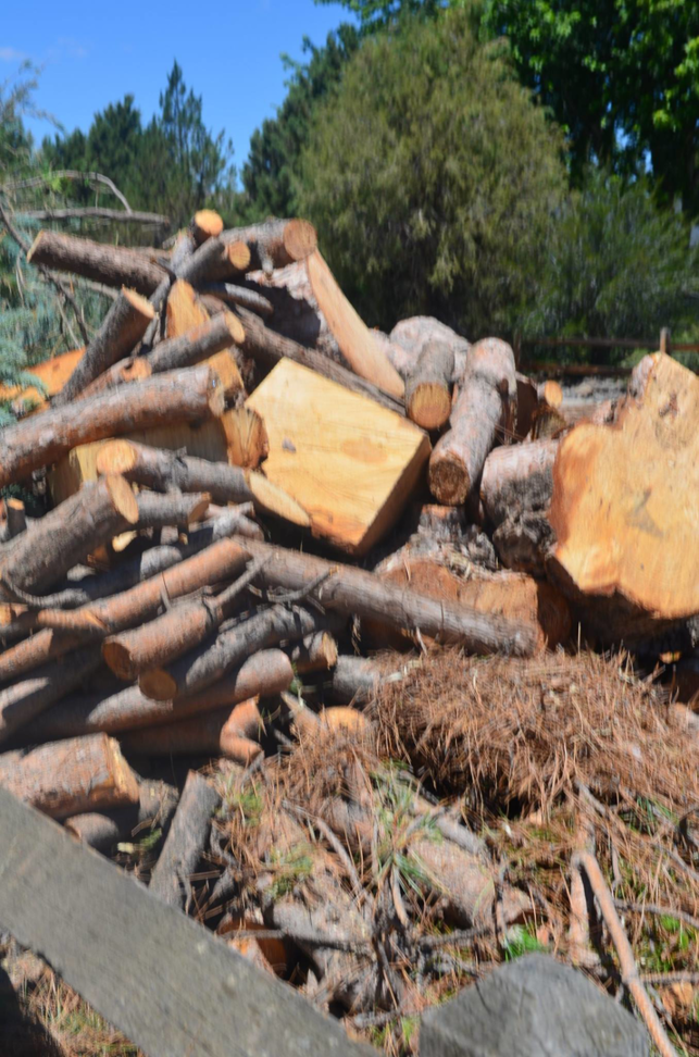 A large pile of cut logs and branches from tree service work by Greater Nevada Tree Service LLC in Sparks, NV.