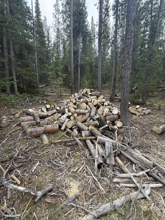 A large pile of freshly cut logs and wood debris in a forest, indicating tree clearing by TRA, Teton Rope Access and Services LLC in Alpine, WY.