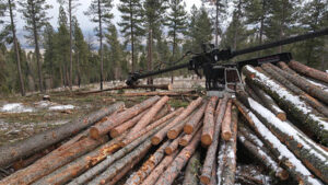 A large pile of freshly cut logs with a logging machine in the background at a job site for Martelli Forestry in Anaconda, MT.