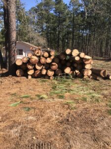 A large pile of freshly cut logs in a wooded area after tree removal by 706 Tree and Stump in Augusta, GA.
