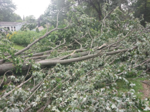 A large pile of freshly cut tree branches and logs, ready for removal by Good Ol' Boys Tree Service in Lebanon, CT.