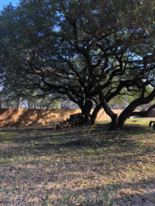 A large pile of cut tree logs after a tree service job by Anderton Tree Service in Fort Worth, TX