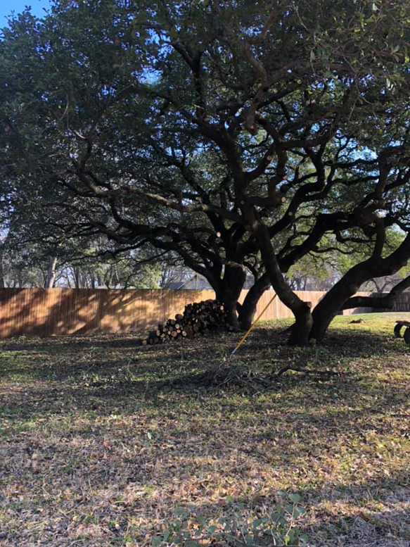 A large pile of cut tree logs after a tree service job by Anderton Tree Service in Fort Worth, TX