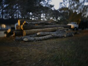 A large pile of logs at dusk, indicating recent tree removal by Elegant Tree Service in Atlanta, GA.