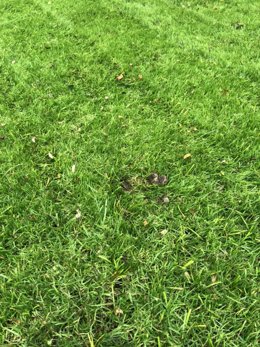 A pile of pet waste clearly visible on vibrant green grass, awaiting removal by Poopin Scoopin Cowboy in Edmond, OK.