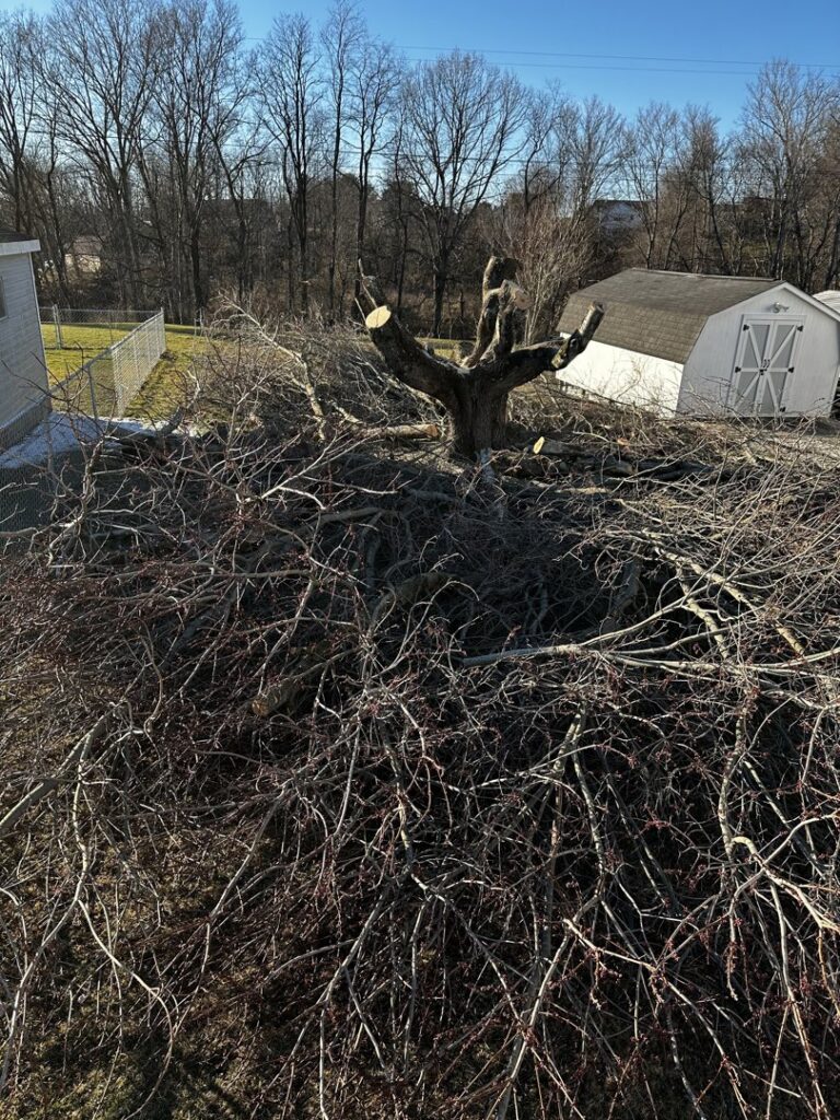 A large pile of tree branches and debris after tree removal or pruning by ClearTree LLC in Joppa, MD.