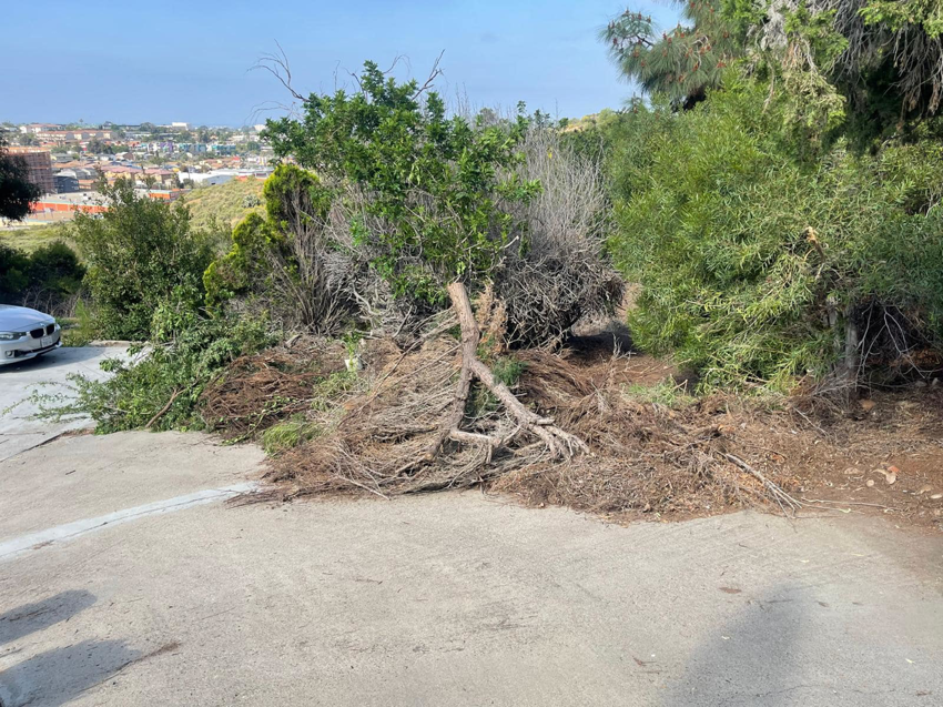 A large pile of tree branches and yard waste ready for removal by NICOS Hauling in San Diego, CA.