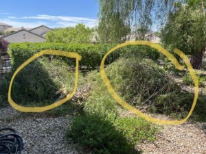 Piles of green yard waste and tree trimmings, highlighted for removal by Road Dogz Hauling in Las Vegas, NV.