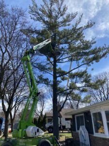 A tree service worker in a green boom lift pruning a tall pine tree for Skyline Tree Service and Landscaping Inc. in Saint Charles, IL.