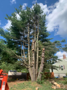 A large pine tree after significant pruning or partial removal, with a wood chipper visible, by L & P Excavation and Tree Removal in Salem, NH.
