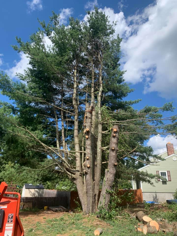 A large pine tree after significant pruning or partial removal, with a wood chipper visible, by L & P Excavation and Tree Removal in Salem, NH.