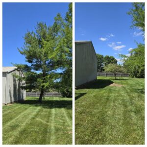 Before and after images showing a large pine tree removed next to a building by Canter Tree & Stump Solutions in Indianapolis, IN.