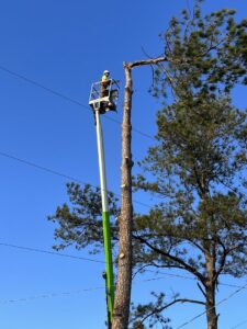 A tree service worker in a bucket lift removing branches from a tall pine tree near power lines by Solid Ground Tree & Property Services LLC in Dothan, AL.