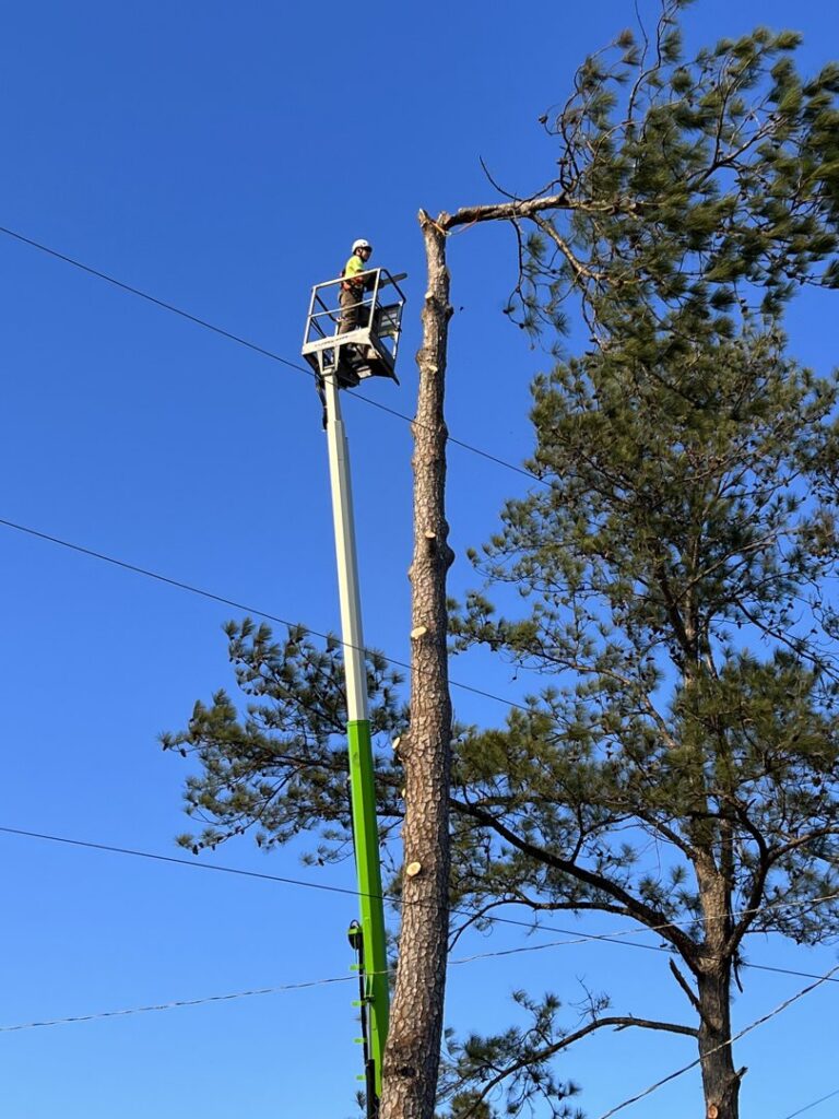 A tree service worker in a bucket lift removing branches from a tall pine tree near power lines by Solid Ground Tree & Property Services LLC in Dothan, AL.